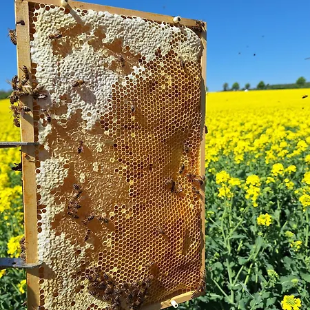 Bee House 度假居