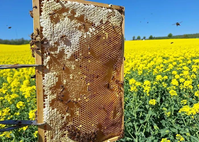Bee House Дом отдыха